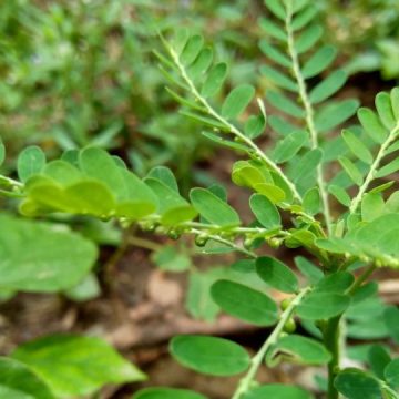 Study Disclosed the Most Common Weeds in Florida