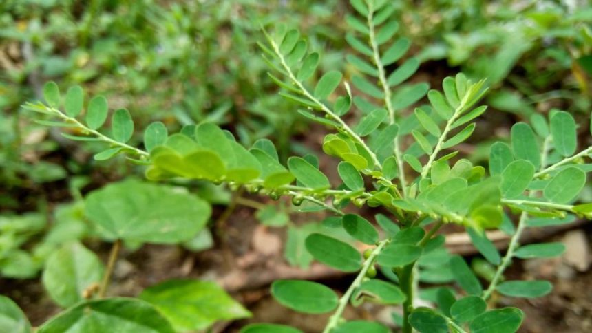 Study Disclosed the Most Common Weeds in Florida