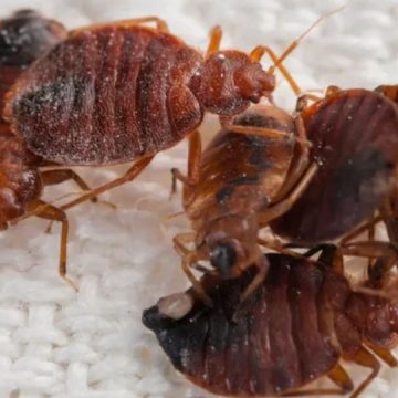 These North Carolina cities infested with bed bugs in list of top 25