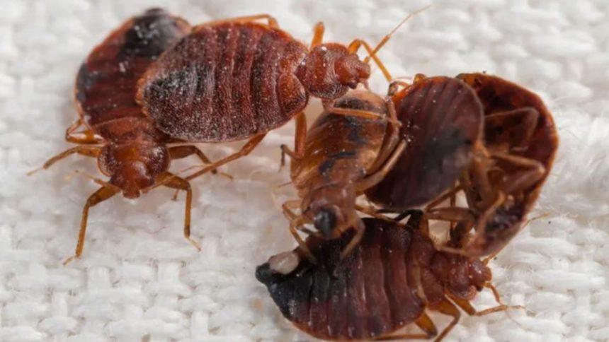 These North Carolina cities infested with bed bugs in list of top 25