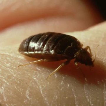 Two Virginia Cities Facing Most Bed Bugs in the U.S.