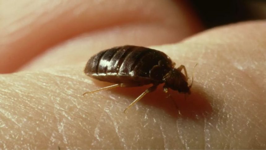 Two Virginia Cities Facing Most Bed Bugs in the U.S.