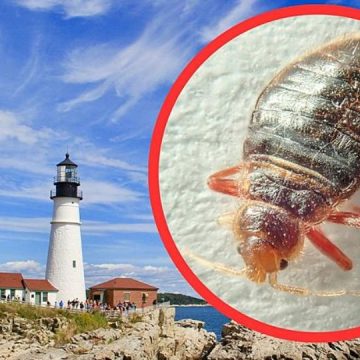 3 Maine Cities are Crawling With Most Infested Bed Bugs in 2024