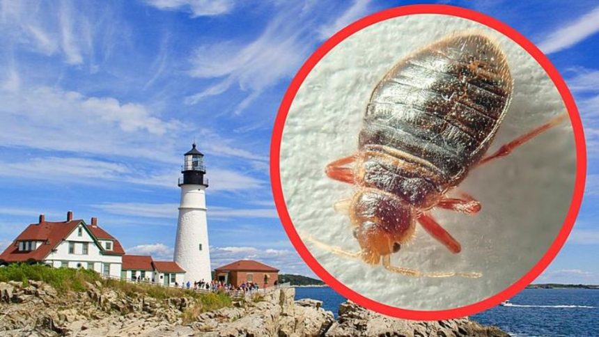 3 Maine Cities are Crawling With Most Infested Bed Bugs in 2024