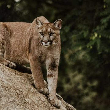 A Jersey Mother Walks Between Her 2-year-old and a Mountain Lion