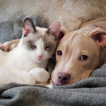 Alabama Becomes Second-Worst State for Animal Protection Laws