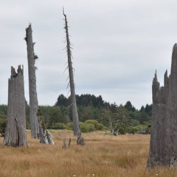 Amazing Sights of the California Ghost Forest Has Been Discovered