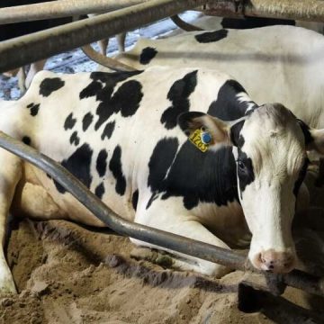 Avian flu could infect Pennsylvania dairy cattle