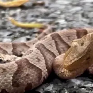 Beware of This Venomous Snake Slithering Through Pennsylvania