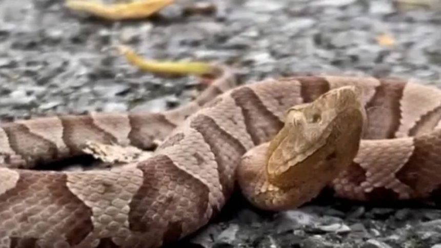 Beware of This Venomous Snake Slithering Through Pennsylvania