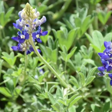 City Nature Challenge Returns to Texas for the 90th Year