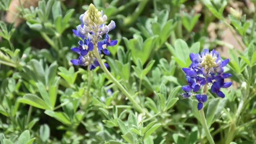 City Nature Challenge Returns to Texas for the 90th Year