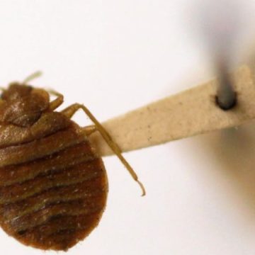 Denver ranked among cities with the most bedbugs in 2024