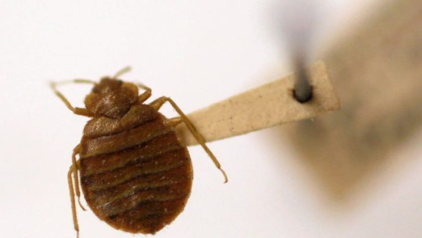 Denver ranked among cities with the most bedbugs in 2024