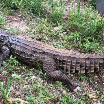 Discovered the Five Largest Alligators Ever Found in Ohio