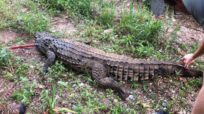 Discovered the Five Largest Alligators Ever Found in Ohio