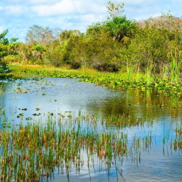 Florida State Appeals in Wetlands Permitting Fight