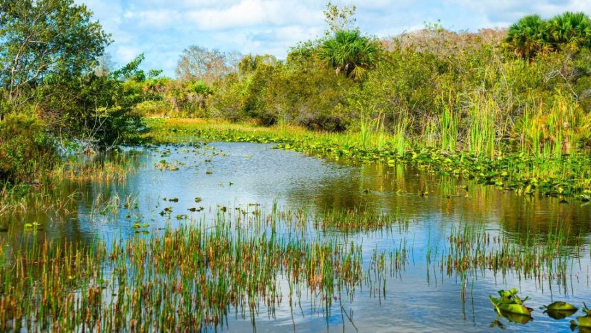 Florida State Appeals in Wetlands Permitting Fight