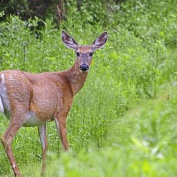 Get Antlerless Deer License Now in PA Without Waiting this Year