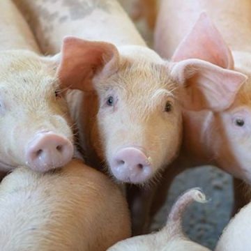 Kansas State Researcher Receives $2.6 Million to Fight African Swine Flu Fever