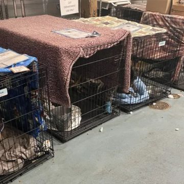 NYC's Animal Shelter Crisis: Reason Behind Surge Revealed