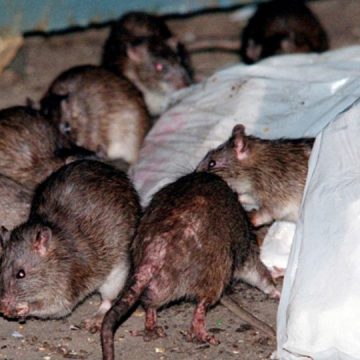 New York City Becomes the Most Rat-Infested City in America