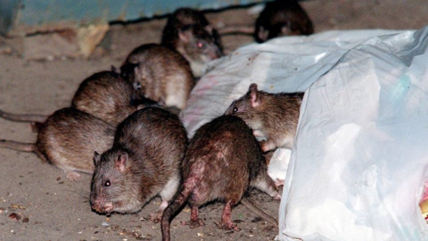 New York City Becomes the Most Rat-Infested City in America