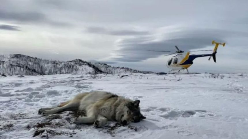 One Transplanted Wolf in Colorado Has Died and Others Have Stopped Emitting GPS Signals