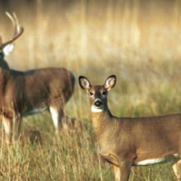 PGC wants to confirm the beginning of rifle deer season in Pennsylvania