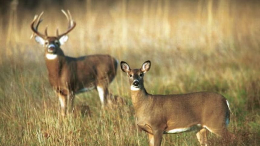 PGC wants to confirm the beginning of rifle deer season in Pennsylvania