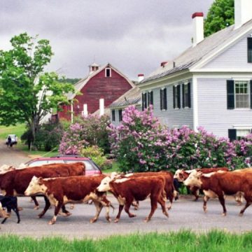 Pennsylvania Farms Scores Find New Home for Their Milk