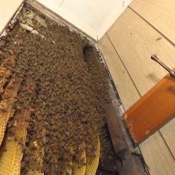 Pennsylvania State Homeowner Finds Thousands of Bees Inside House Walls