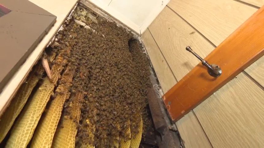 Pennsylvania State Homeowner Finds Thousands of Bees Inside House Walls ...