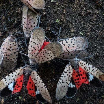 Spotted Lanternflies to Soon Hatch Across NY In Bigger Numbers Than Last Year