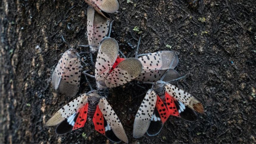 Spotted Lanternflies to Soon Hatch Across NY In Bigger Numbers Than Last Year