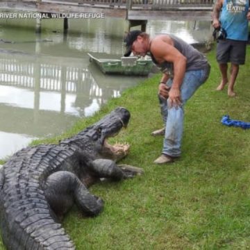 These 5 Largest Alligators Ever Found in Texas