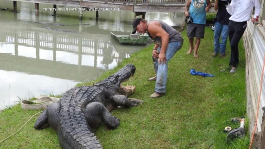 These 5 Largest Alligators Ever Found in Texas