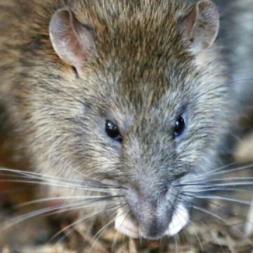 These 9 America Cities are Most Rats Infested in 2024