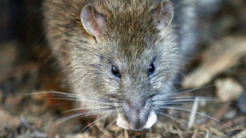 These 9 America Cities are Most Rats Infested in 2024