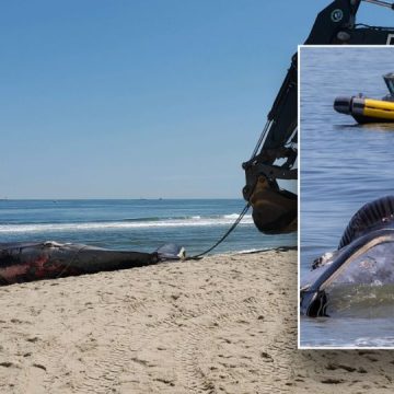 A Cruise Ship Arrives in New York With a Dead Whale Trapped on Its Bow