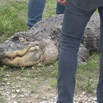 A Large Alligator Seized From a New York State Man Has Found a New Home