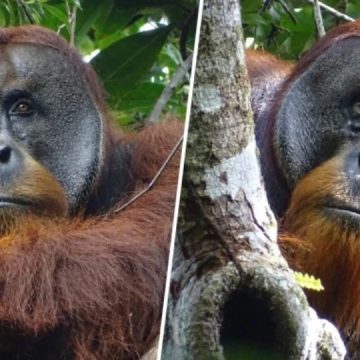 A Wild Orangutan Used a Medicinal Plant to Treat a Wound