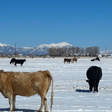 Dangerous Virus Has Been Found in Colorado Cows