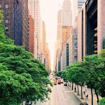 Heat Waves Produce More Disease and Death in American Cities With Less Trees