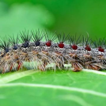 Invasive Bugs Outside of Caterpillars Coming to New York State