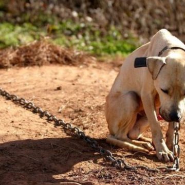 Is It Really Illegal to Leave Your Dog Chained Outside in Nebraska?