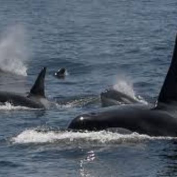 Killer Whales Assault and Sink Another Vessel in the Straits of Gibraltar