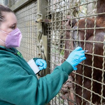 Orangutan Excitement: Batu Anticipates First Baby at Woodland Park Zoo