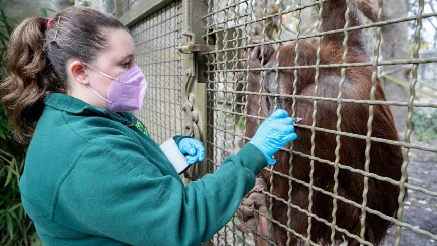 Orangutan Excitement: Batu Anticipates First Baby at Woodland Park Zoo