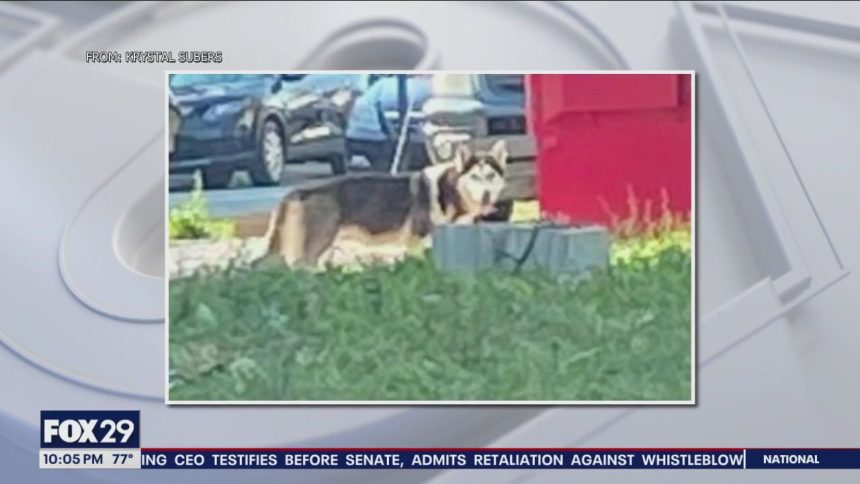 Heatwave Tragedy: Dog Dies After Being Left Outside for 8 Hours in Chester